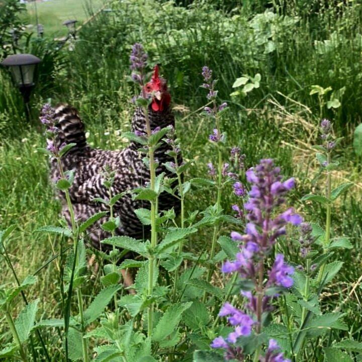 A black and white speckled chicken stands among green foliage and purple flowers in a garden setting, showcasing a vibrant rural landscape.