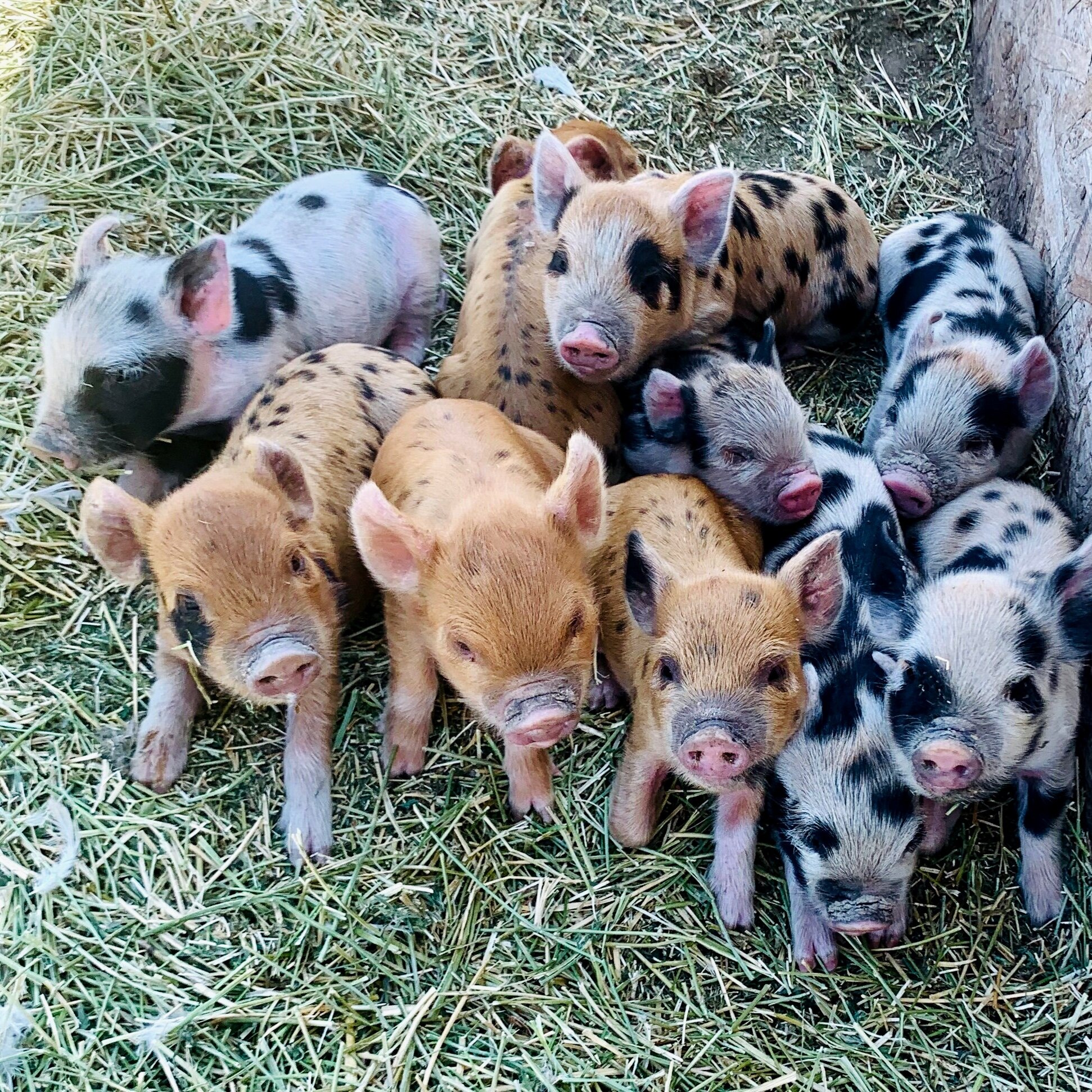 A group of adorable piglets with various coat patterns, including spotted and solid colors, resting on straw in a farm setting.