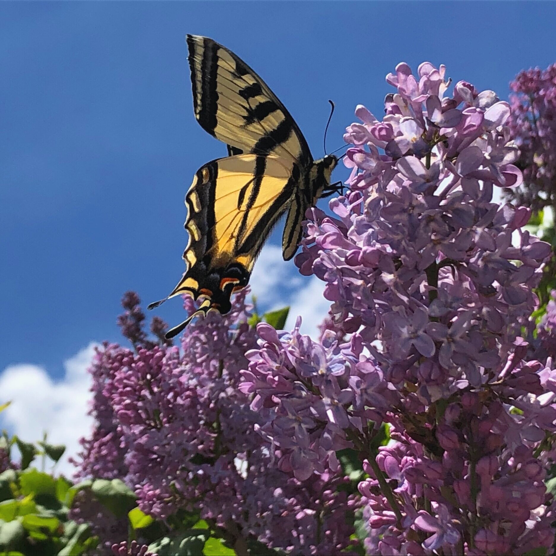 A vibrant yellow and black butterfly perched on blooming lilac flowers under a clear blue sky, showcasing the beauty of nature and pollination.